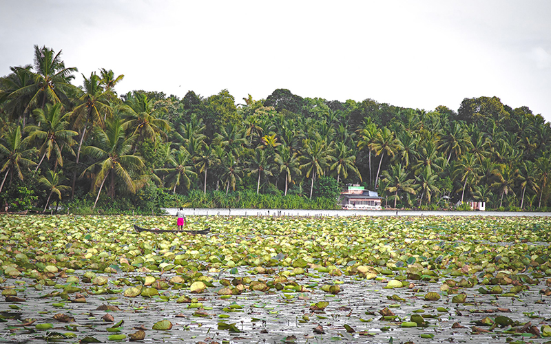 vellayani-lake