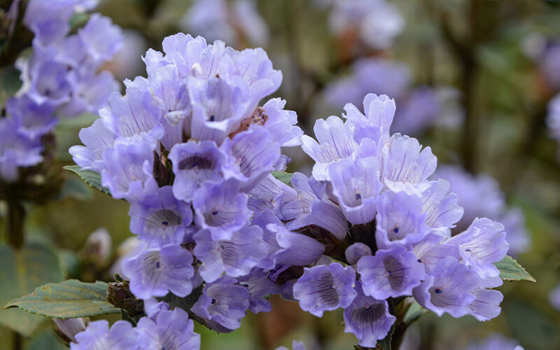 neelakurinji