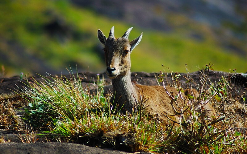 nilgiri-tahr